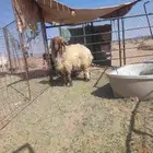 خروف نعيمي فحل مشرط سديس