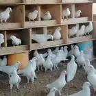 حمام فرنسي