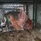 طقم دجاج حباحب فاخر