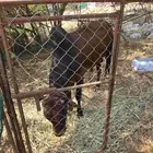 حسيل مقفل شحم