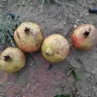 رمان للبيع
