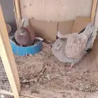 حمام كنق