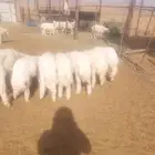 طليان حريات مغلقه العدد 37 فيها ثنين سواكن