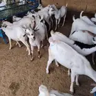 تيوس صومالية جذعان والسعر تنافسي جدا