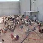 دجاج بلدي وفيومي