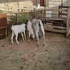 عنز جنوبية معها. تيس وجفرة