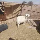 خروفين للبيع الشحم فل