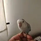 للبيع روز