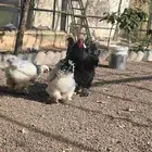 دجاج براهما