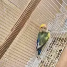 روز ذكر محلل بشهادة جاهز للانتاج