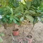 شجر ياسمين هندي أحجام كبيره plumeria