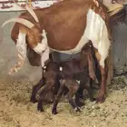 عنز هولنديه تحتها 2