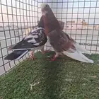 زوج قلاب قلب عامودي