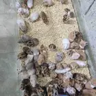 همستر بالجمله في جدة