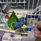 فرخين لوري العمر فوق شهرين