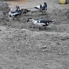 للبيع بط مصري