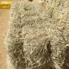 رودس عدد 800 حبه