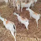 تيوس صوماليه لعاشقي الجدعان بأقل الاسعار