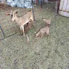 عنز قزمي ثنيه تحته 3اجفار سلم وروم