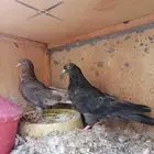 طبات قطايف للبيع (تم البيع)