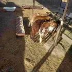 رخال سواكن للبيع