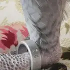 كاسكو سوبر جامبو