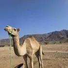 جمل ركبي للبيع  طايع على الشديد.