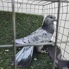 حمام باكستاني