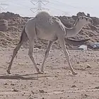للبيع خلفه وضحا