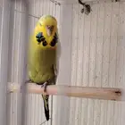 ازواج بادجي منتج دم انجليزي