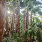 نخل واشنطني زينه