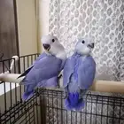 فرخ روز بداية هدد ((تم البيع))