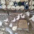 حمام فرنسي