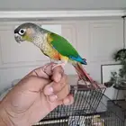 كنيور يلو سايد هدد لايفوتكم