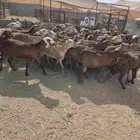 ضان سواكنيات دفيع شرط العدد 60 زائد الفحل