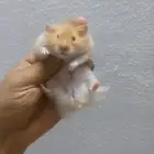 هامستر سوري نظيف وبصحى جيده