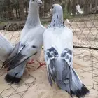 زاجل فاتح
