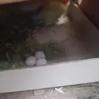 جوز روز لتينو للانتاج و اتغريد