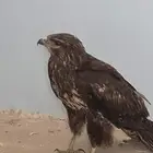 طير جارح بصحة ممتازه