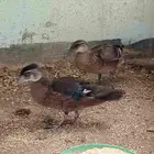 جوز ود دك شباب