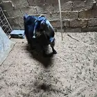 عنز عارضيه دافع