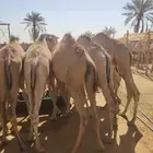 قعدان صومالي فاخر