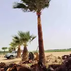 مقاول نخيل الرياض الجله المزاحميه تبرك المشاعله