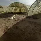 نريد 5الف شتله صواني طماطم. محمي ف القريب العاجل خم