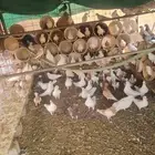 حمام فرنسي وزاجل