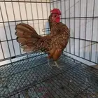 سبرايت