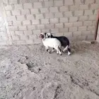 رخال نعيم ونجد 2