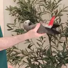 فرخ كاسكو ((تم البيع))