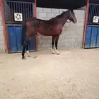 Abu Hueij Stable announces the availability of horse accommo