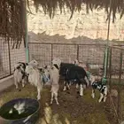 خمس شياه مع إنتاجها